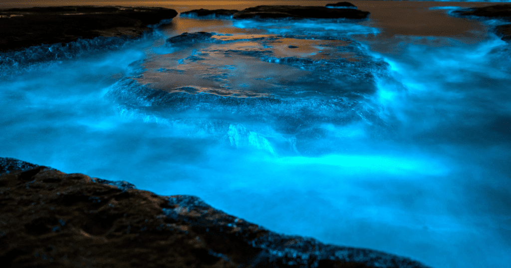 Cocoa Beach Bioluminescence