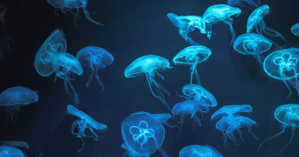 the science behind Bioluminescence
