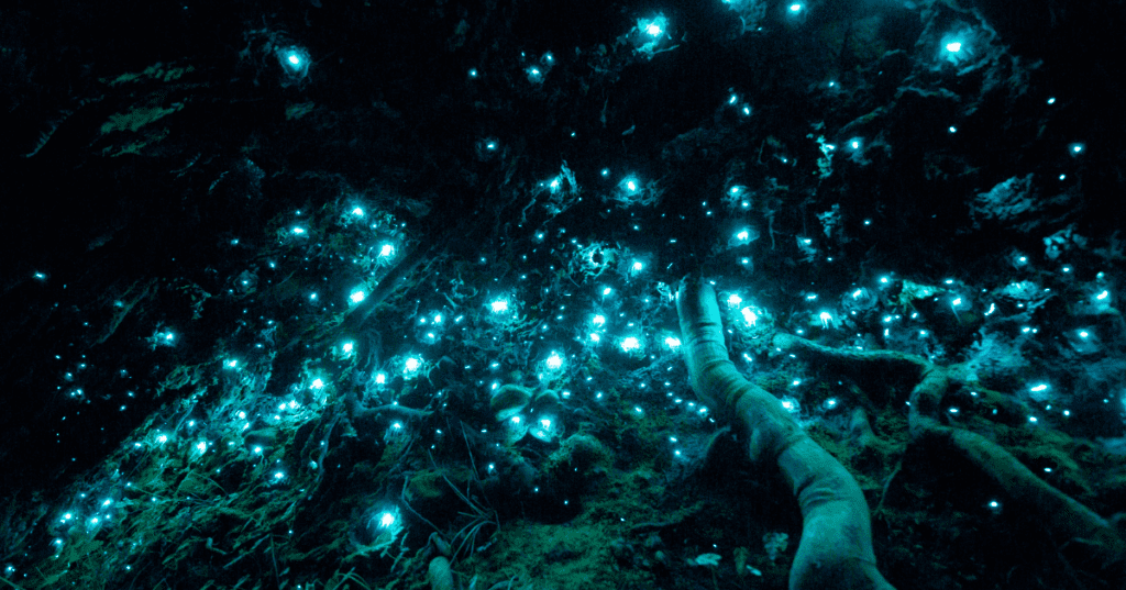 what causes bioluminescence