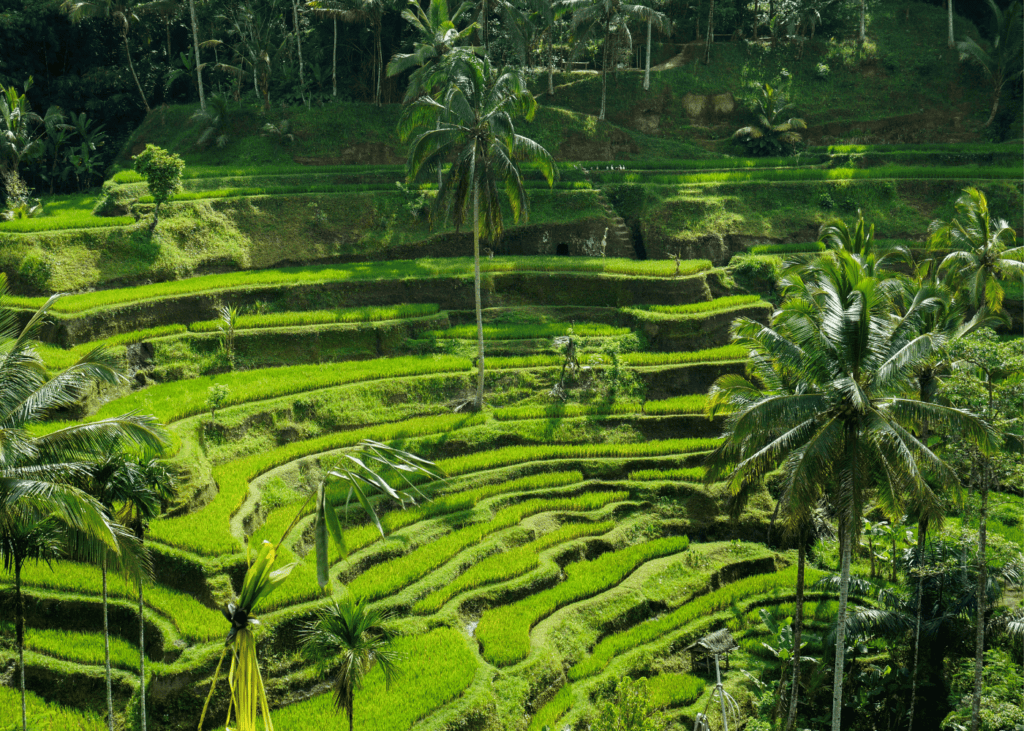 Tegelalang Rice Terraces