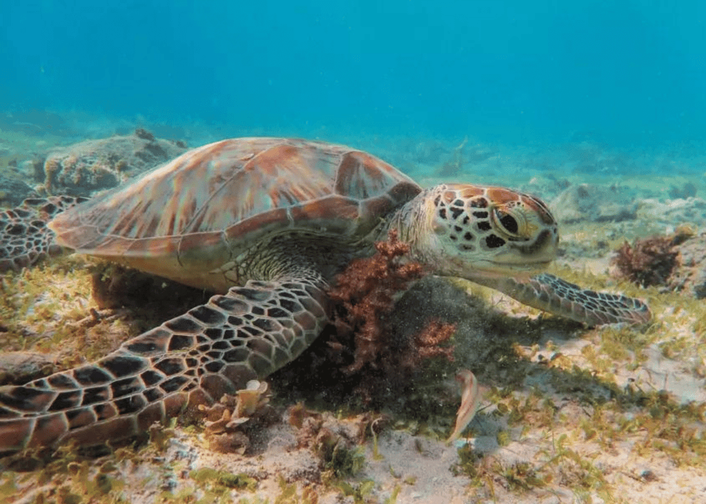 Gili Meno Turtle Sanctuary