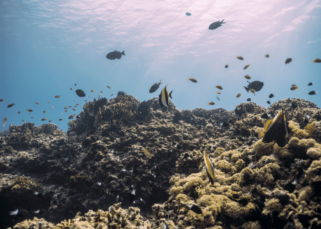Snorkeling and Diving at Gili Islands