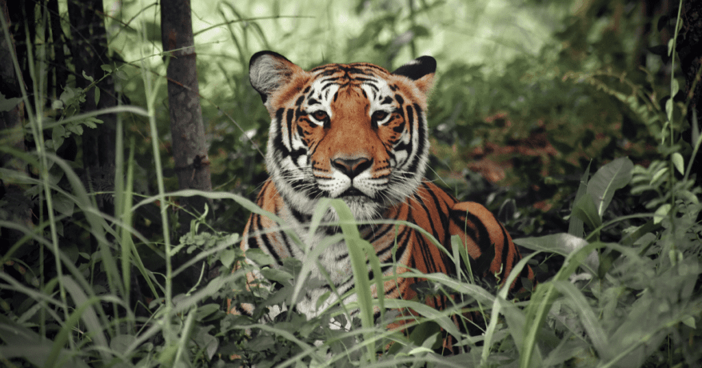 Sumatra Has a Diverse Wildlife