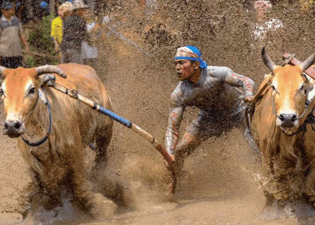 traditional bull racing (Pacu Jawi) in Sumatra