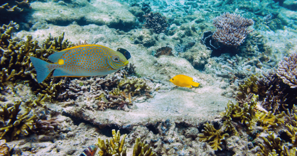 Snorkeling Spots in Malaysia