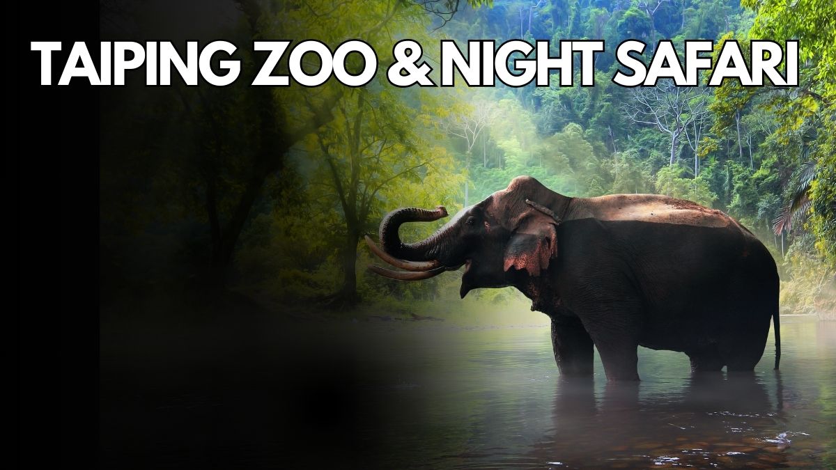Taiping Zoo & Night Safari
